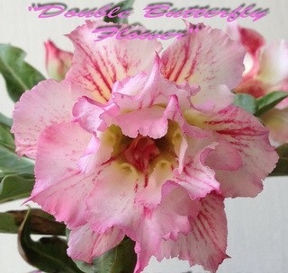 (image for) New Adenium \'Double Butterfly Flower\' 5 Seeds